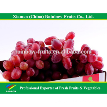 Nasik grapes red aloeve from Yunnan & Xinjiang area fresh fruit Red grape from China import export companies pune